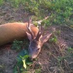 IMG-afb7f1213ba80d71c936ee8254fb8479-V