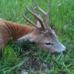 IMG-1c34ddd13b9b77d39c7bbb5bf6352117-V