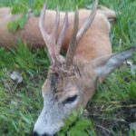 IMG-662a63cd23b276c4900a3c216ac9724f-V