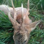 IMG-8e1c791a2f27c55c07e849f8b162722f-V